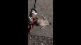 Lovely moment when the puppy bites fiercely torn off the leg of his master's pants