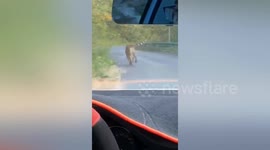 Chinese motorist encounters extremely rare Siberian tiger running on road