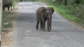 Elephant that walked backwards in a highway in Southern India