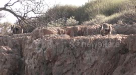 Exquisite endangered Rock Wallabies at home