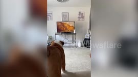 British Bulldog becomes TikTok star after becoming obsessed with watching the Lion King movie