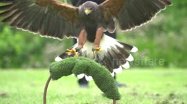 Watch As A Professional Falconer Trains His Harris Hawk After His Molt Period