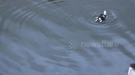 A romance flourishes on the evening duck pond.