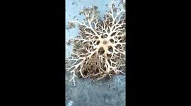 Strange creature spotted on sea by local in Vietnam