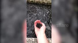 Vibrating water in Florida drainage ditch turns out to be thousands of tadpoles