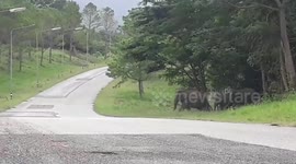 Herd of elephants cross road after raiding golf course in Thailand
