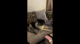Tried The Clapping At Your Dog Challenge And This Dog Joined in lmao