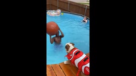 Dog Playing Volleyball With Brother