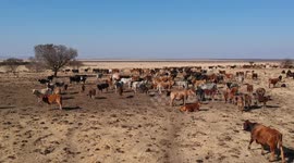 Cattle grazing on a South African Farm