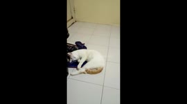 my sweet naughty cat