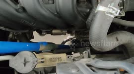 Cat mother and babies rescued from under car hood Malaysia