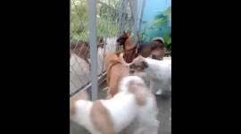 A heated battle between a dog and a pack of dogs