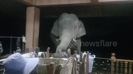 Wild elephant raids family's garden patio to steal bottled water