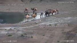 Rare albino camel spotted at nature reserve in northwestern China