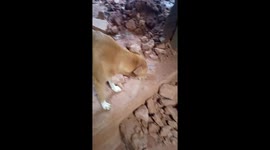Dog delivered six puppies