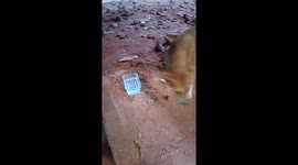 Local dog just gave birth