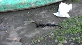 Six-foot-long crocodile rescued from industrial water tank in northern India