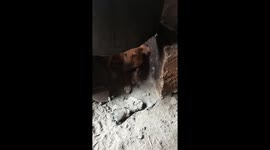 Lonely small puppy
