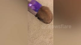 Watch as this chubby bunny struggles to get his head out of a tissue box that he found in the garbage