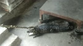 Crocodile rescued from restaurant in northern India