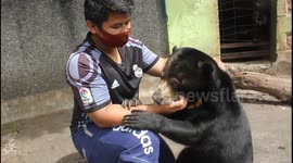 Honey-hungry bear likes to suck its handler's finger at zoo in Indonesia