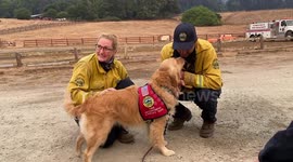 This golden retriever provides emotional support for firefighters tackling California wildfires