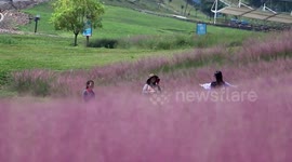 China's fields of pink grass look magical in this drone footage