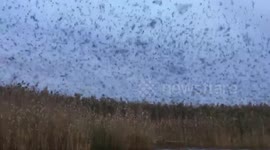 US: Massive Swarm Of Swallow Fly Over Connecticut River
