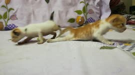 Markos Dady Came To Check His Twins Kittens