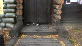 'Liquid cat' squeezes under doorframe