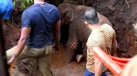 Elephant calf rescued after becoming stranded in pit in southern India