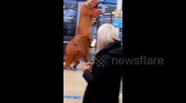 Prehistoric mask: T-Rex shopper in Wales
