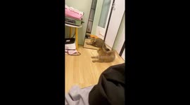 Fight with your own face on your own cat