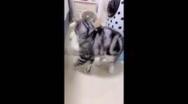 Kittens Love teddy bears