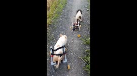 2 puppies with leg paralysis were happy to be run in a wheelchair for the first time
