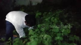 Massive python rescued in southern India