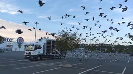 A flight of carrier pigeons
