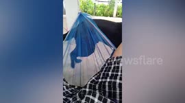 Cheeky Dog Commandeers Hammock