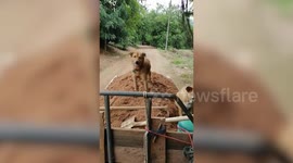 Pet Dogs Ride On Sand Trailer