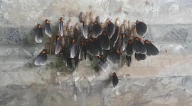 Butterflies rest on wall together after hatching in Costa Rica