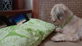 Pooch Watches Tom And Jerry Cartoon