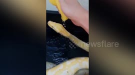 Filipino man gives giant Burmese python a bath