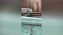 Snake Swallows Lizard In Bathroom