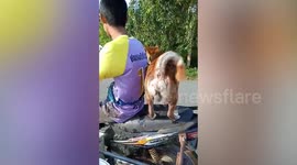 Well-Balance Pet Dog Rides Pillion On Motorcycle