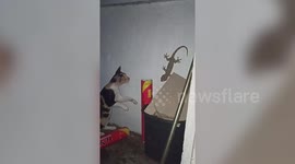 Curious Cat Finds Tokay Gecko On Wall