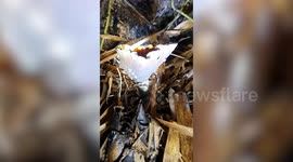 Amazing footage shows mushroom releasing 'dancing' spores