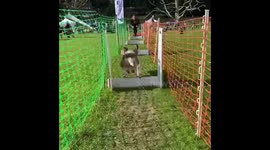 Flyball fail