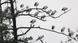 Dozens of African Sacred Ibis spotted on trees in Italy