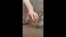 Dog loves her head massage and could not really care less about anything else.