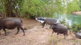 Water buffaloes family coming out of the river